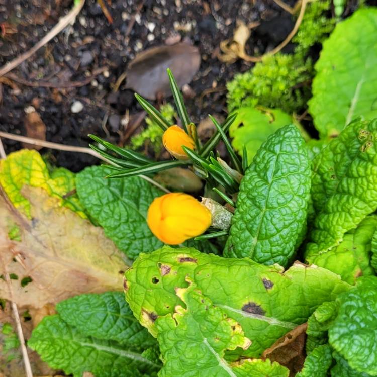 Plant image Crocus olivieri subsp. balansae 'Orange Monarch'