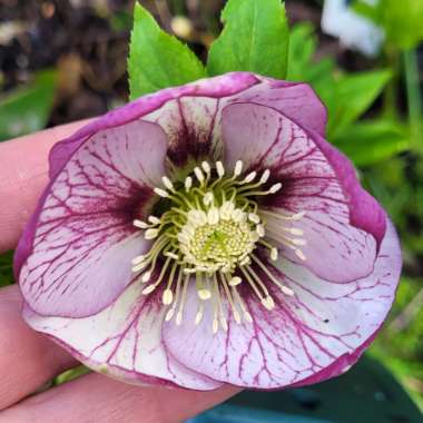 Helleborus x hybridus 'Harvington Picotee'