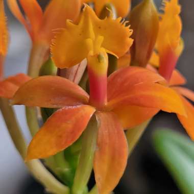 Epidendrum Radicans