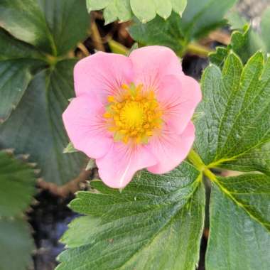 Fragaria x ananassa 'Tmstr14pnk' syn. Fragaria x ananassa 'Just Add Cream'