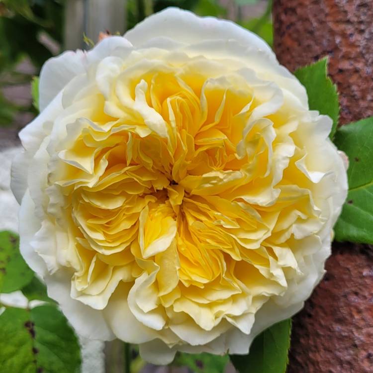 Plant image Rosa 'Auswalker' syn. Rosa 'The Pilgrim', Rosa 'Gartenarchitekt Gunther Schulze'