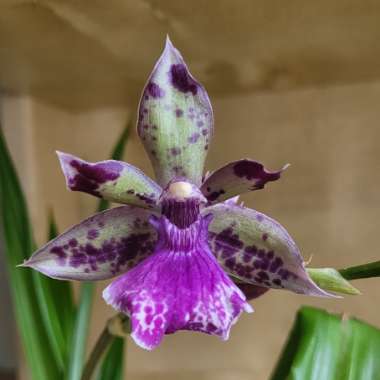 Zygopetalum 'Blue Angel'