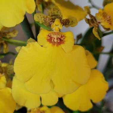 Oncidium 'Sweet Sugar'