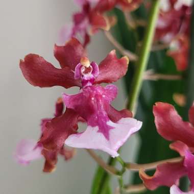 Oncidium Sharry Baby 'Sweet Fragrance'