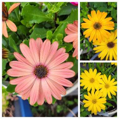 Osteospermum