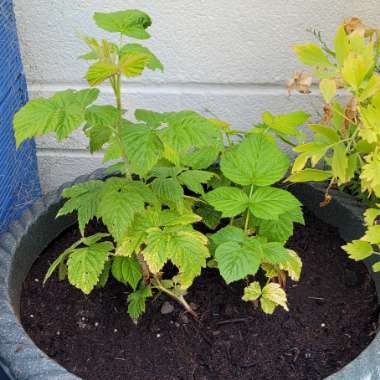 Rubus Idaeus 'Autumn Bliss'