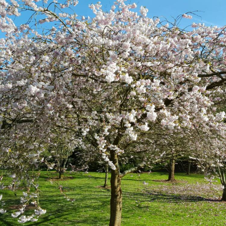 Plant image Prunus Serrulata 'Shogetsu' syn. P. serrulata 'Longipes'