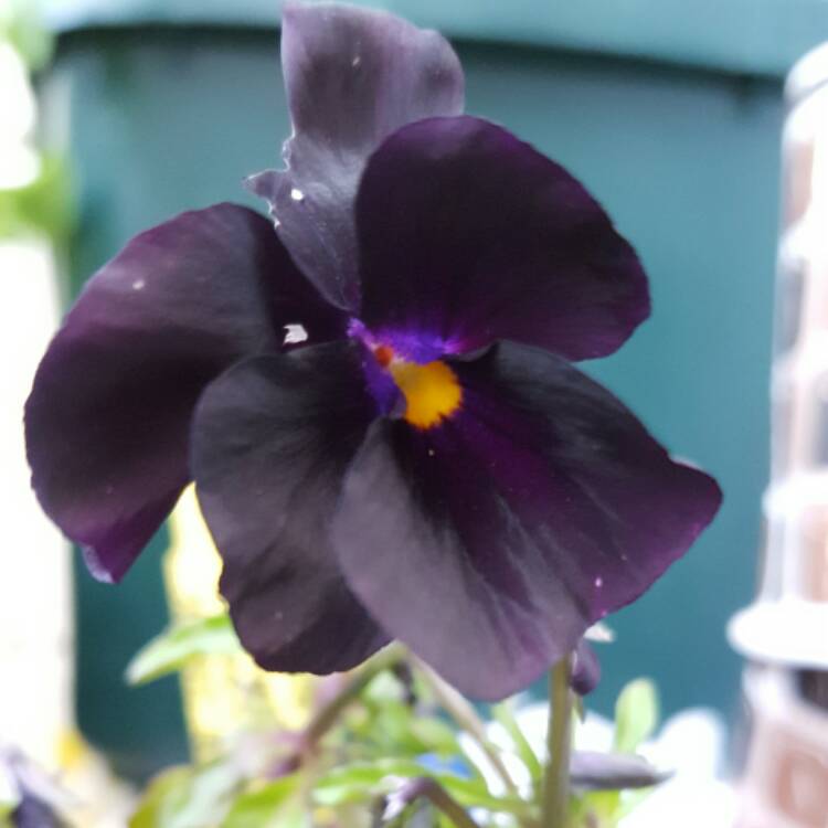 Plant image Viola cornuta 'Molly Sanderson'