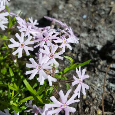 Phlox Bifida 'Petticoat'