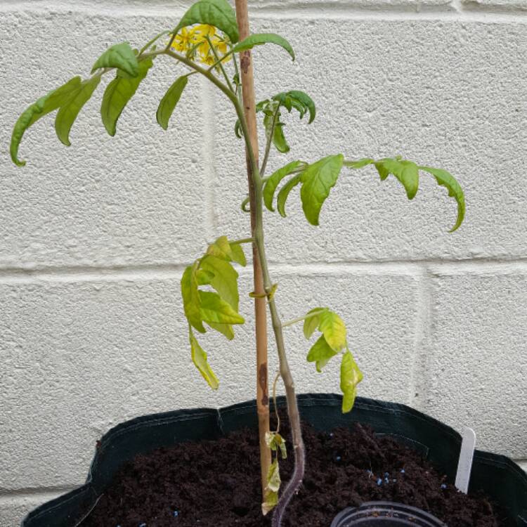 Plant image Solanum Lycopersicum var. cerasiforme 'Red Alert' F1