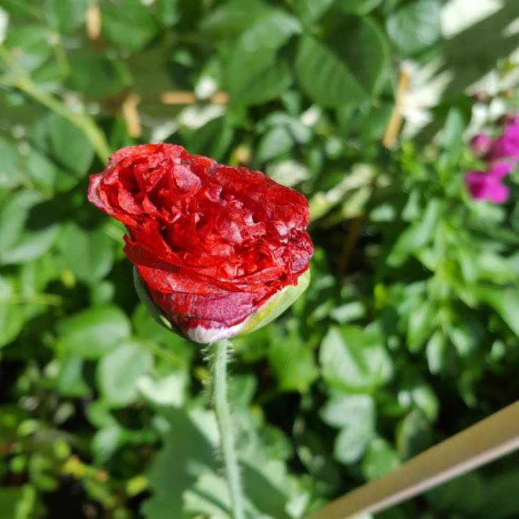 Plant image Papaver somniferum 'Seriously Scarlet'