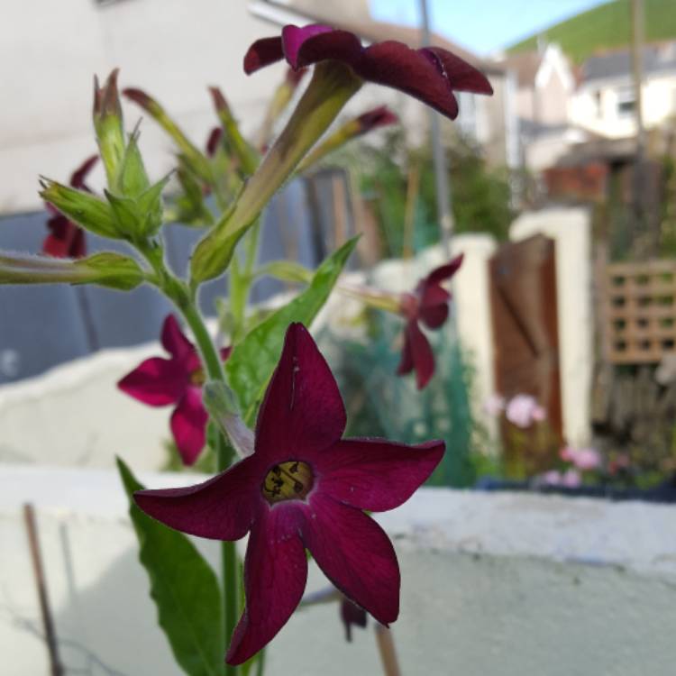 Plant image Nicotiana x sanderae 'Sensation Mixed' (Mix)