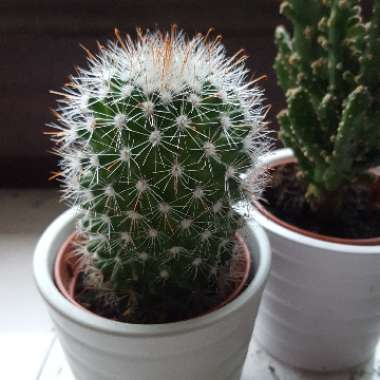 Mammillaria spinosissima subsp. pilcayensis