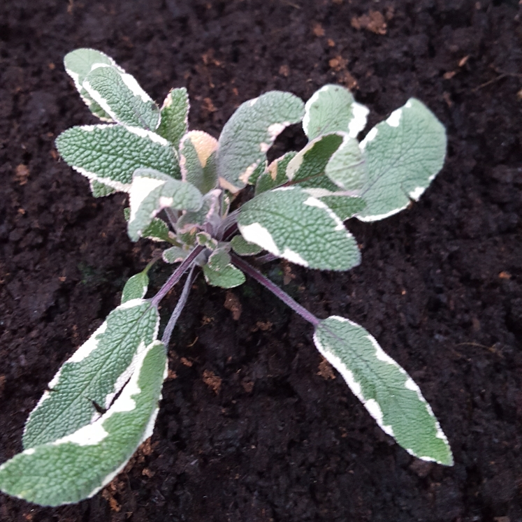 Plant image Salvia officinalis 'Tricolor'