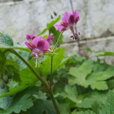 Geranium