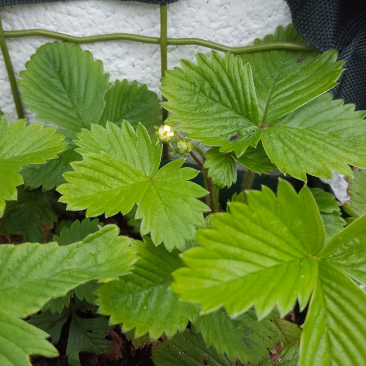 Plant image Fragaria