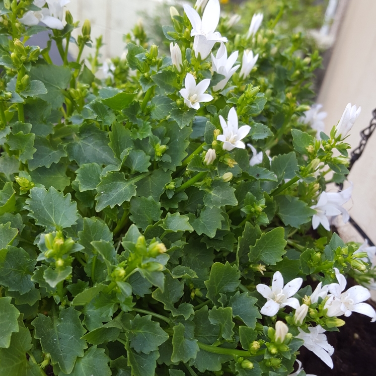 Plant image Campanula portenschlagiana 'Ambella'