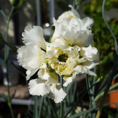 Dianthus 'Mrs Sinkins'