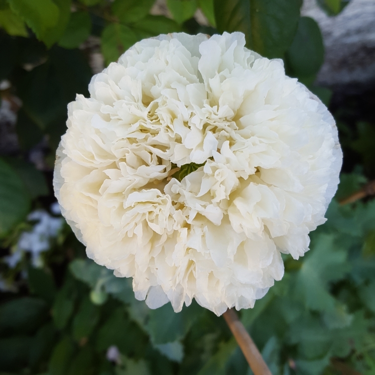 Plant image Papaver Paeoniflorum 'Ooh La La'