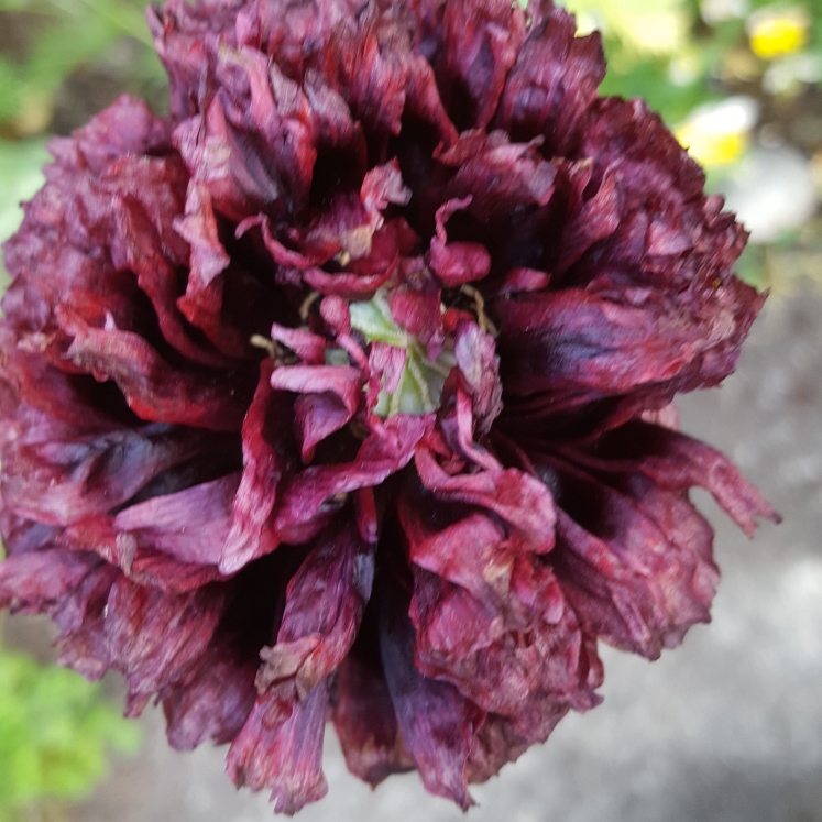 Plant image Papaver paeoniflorum