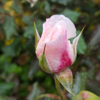 Rosa 'English Miss'