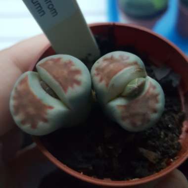 Lithops Karasmontana Bella