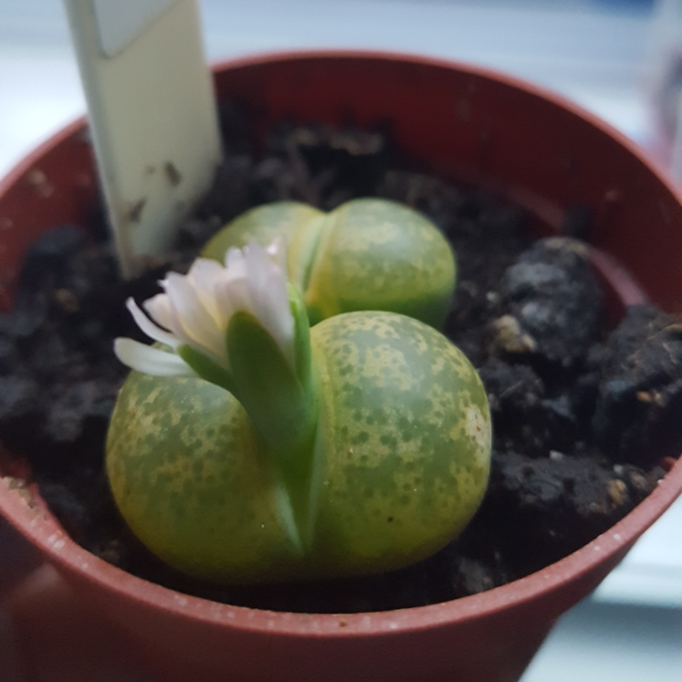 Plant image Lithops Fulviceps v. Fulviceps Aurea