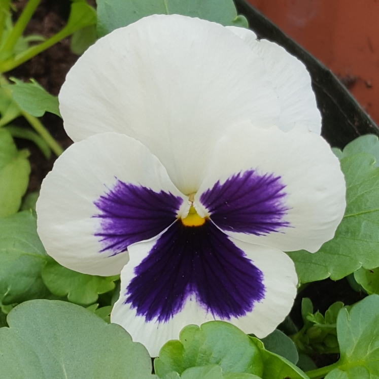 Plant image Viola Cornuta sorbet XP 'White Blotch'