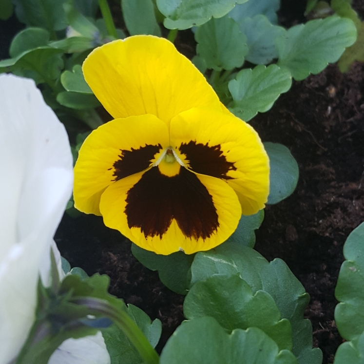 Plant image Viola x wittrockiana 'Yellow Blotch'