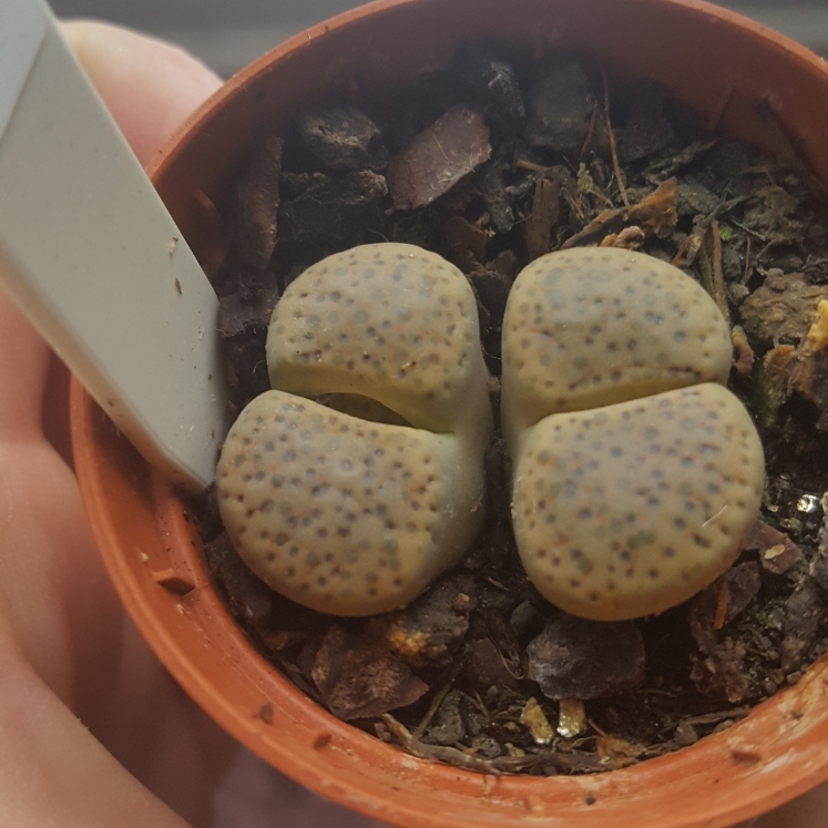 Plant image Lithops Fulviceps C266