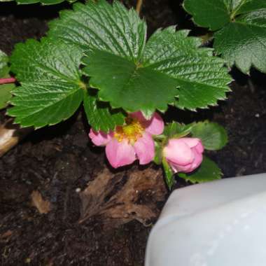 Fragaria x ananassa 'Tmstr14pnk' syn. Fragaria x ananassa 'Just Add Cream'