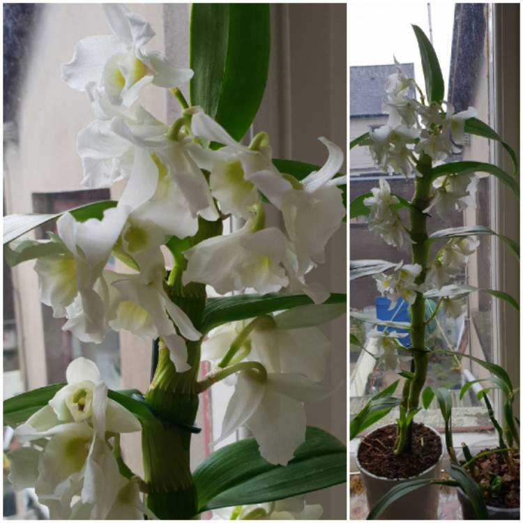 Plant image Dendrobium 'Spring Dream  Apollon'