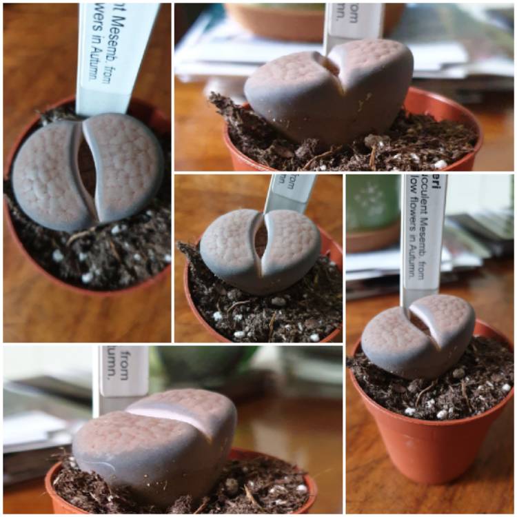 Plant image Lithops Hookeri