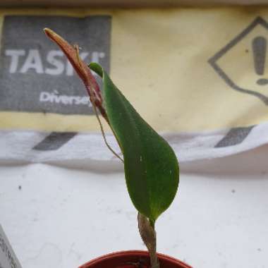 Restrepia Brachypus