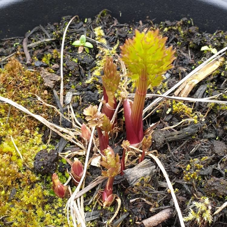 Plant image Levisticum officinale