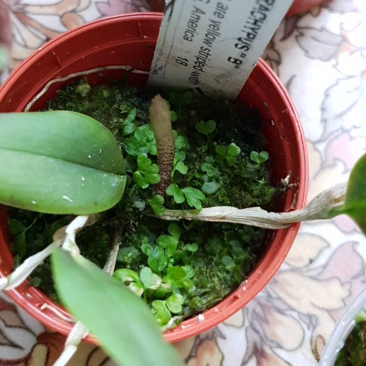 Plant image Restrepia Brachypus