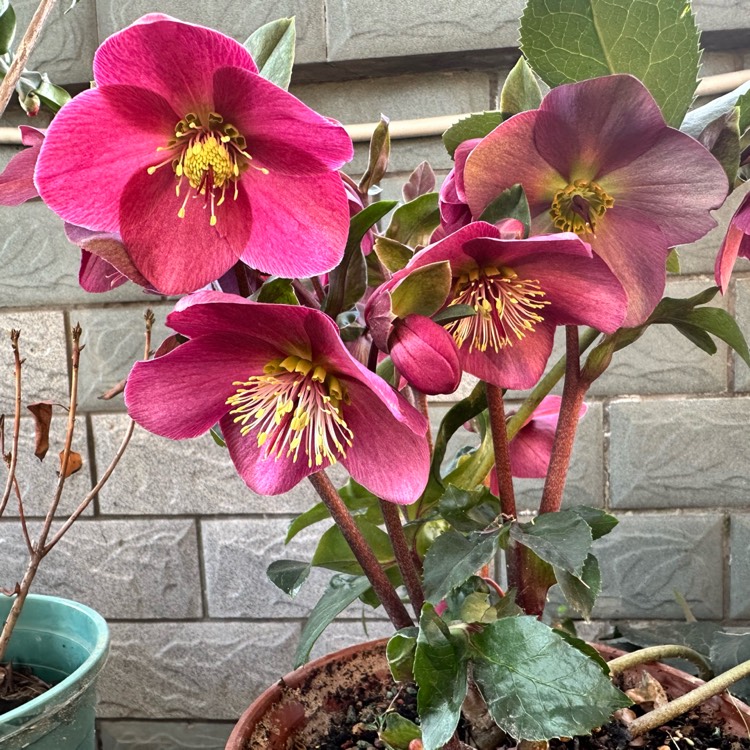 Plant image Helleborus purpurascens