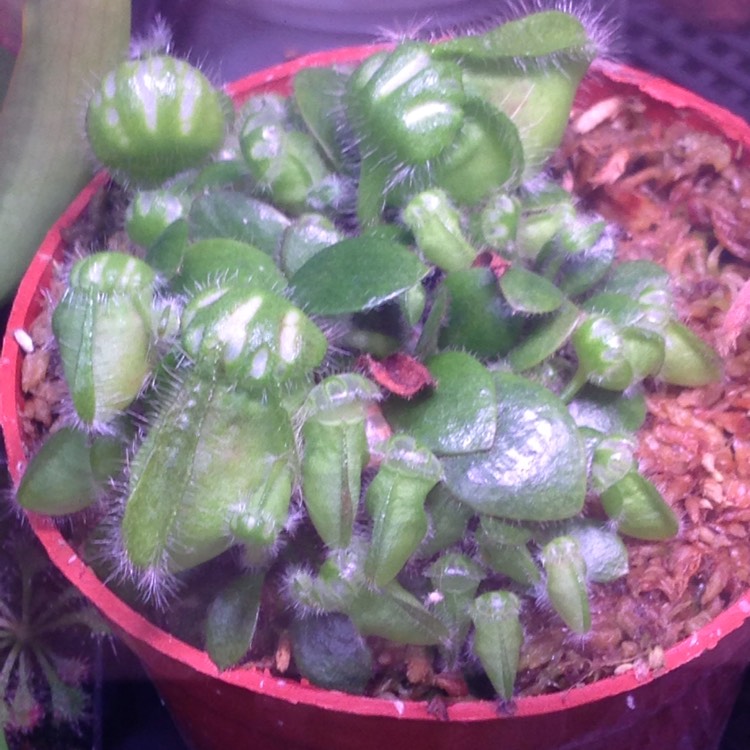 Plant image Cephalotus Follicularis