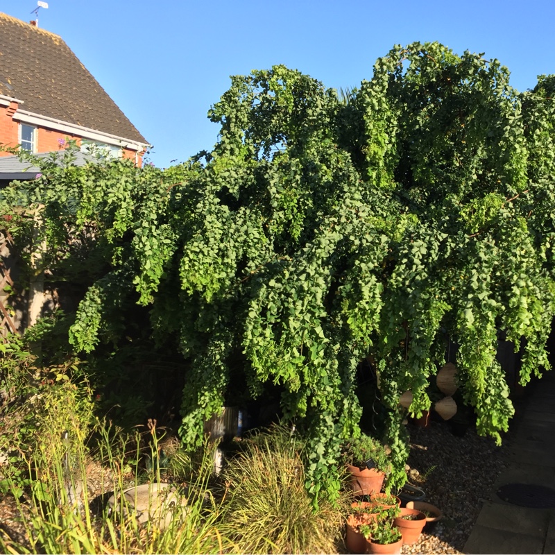 Plant image Robinia pseudoacacia 'Lace Lady'