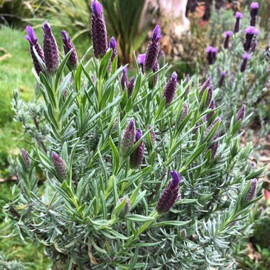 Lavender (Species) Lavender stoechas