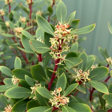 Drimys Lanceolata syn. Drimys aromatica  ;  Tasmannia lanceolata