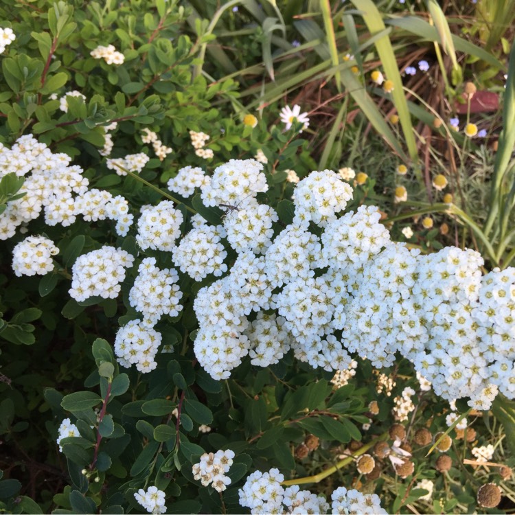 Plant image Spiraea betulifolia 'Tor'