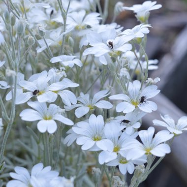 Cerastium tomentosum