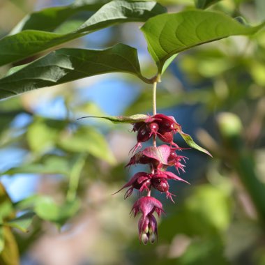 Leycesteria formosa