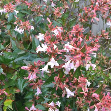 Linnaea x grandiflora syn. Abelia x grandiflora