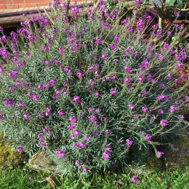 Erysimum 'Bowles's Mauve' syn. Erysimum linifolium 'Bowles' Mauve'