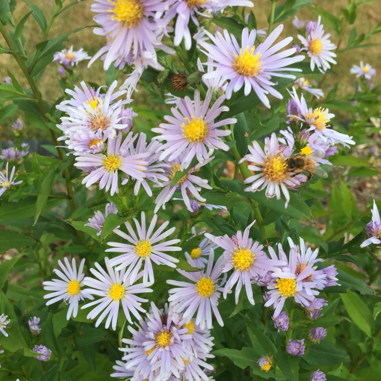 Plant image Erigeron annuus