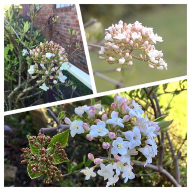 Viburnum x burkwoodii