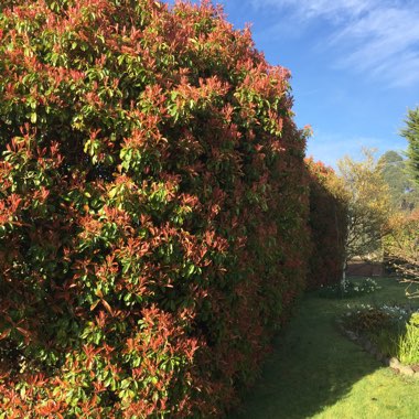 Photinia x fraseri 'Robusta'