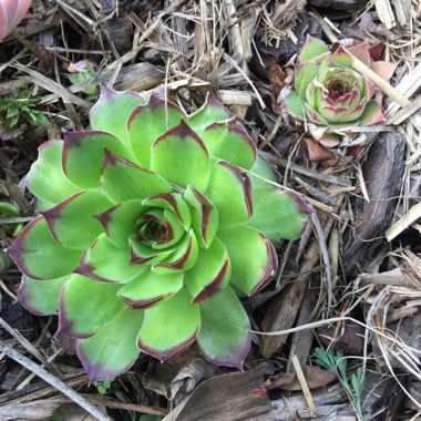 Sempervivum Calcareum